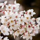 단전호흡 이미지