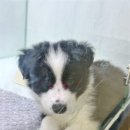 오독안심분양센터 강아지분양 고양이분양 광주점 | 애견분양 광주 힐링공간 신뢰감 오독안심분양센터 강아지분양 고양이분양 광주점