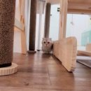 고양이의 봄, 묘랑묘랑 이미지