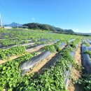 (주)하늘농장