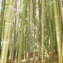 죽림원 이미지