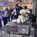 강아지미용실 정독 이미지