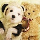 예쁜강아지 이미지