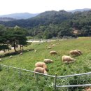 시원목장 이미지