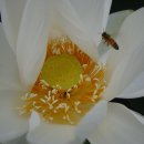 푼다리카 이미지