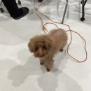 덕두초등학교 | 부산 강아지증명사진 대형견 촬영 사진관 M2스튜디오 후기