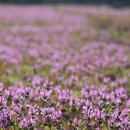 이상심리학 이미지