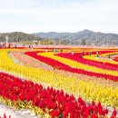 맨드라미농장 이미지