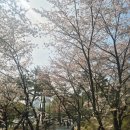 GS25창원남산점 | 주말 서울여행 남산 하늘숲길 코스 실시간 벚꽃 현황 꿀팁 서울남산타워 나들이