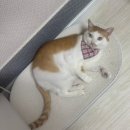 한국고양이혈액센터 이미지