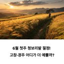 6월 첫주 청보리밭 절정! 고창·경주 어디가 더 예쁠까?