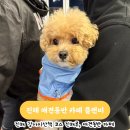 CU(진해해군점) | 진해 강아지산책, 진해루 애견동반 카페 플랜비