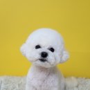 새침하개멍 네이버블로그
