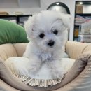 천안 강아지분양 고양이분양 파밀리에드마스코타 신불당본점 | 역삼동강아지무료분양 말티푸 새로운 가족