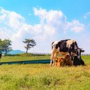 주신목장 이미지