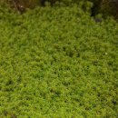 양지-3301 이미지