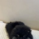 하나애견샵 네이버블로그