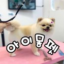 아이몽펫 이미지