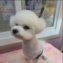 The dog 애견미용샵 이미지