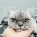 핑크펫샵 이미지