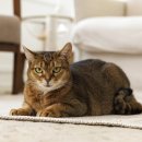 다올동물병원 이미지