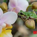 청개구리 이미지