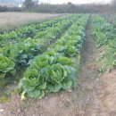 영복농장 이미지