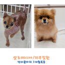 김쌤애견 | 김쌤 닥터콜 스토리