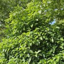 뜨락풍경 이미지