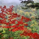 평창게스트하우스 | [평창 오대산] 오대산 비로봉 상원사 최단코스 등산초보자 후기🐿️ / 평창 게스트하우스 추천!