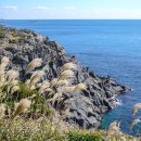 제주 올레길 5코스 이미지