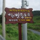 하얀민들레 이미지