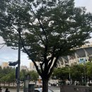 부산가톨릭대학교 생명과학대학원 | [부산 사직동 치유 마사지] 이상윤 일본식 경혈마사지 솔직 후기 :: 병원 물리치료 30년 경력 전문가...