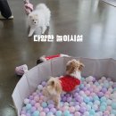 전주애견유치원 몽카롱 이미지