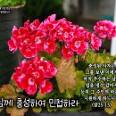 PICTURE&amp;TEXT_20230611_잠언 25장 13절_하나님께 충성하여 민첩하라_오순절 후 두 번째 주일 묵상_제라늄_꽃말 &#39;당신 이미지