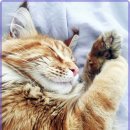 시온동물병원 | 강남24시온숲에서 포메라니안 건강검진 경험기