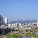 불광천미디어센터 화장실 | 불광천 벚꽃 축제 실시간 후기 | 서울 벚꽃명소, 개화 상태