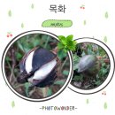 하얀솜 이미지