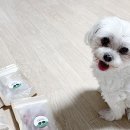 견공수라상 이미지