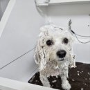 DOG 깨비 이미지