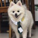 충주희망나눔봉사센터 | 충주 유기견 행사 다녀온 후기🐶❤️"유기견이 행복하개, 청소년이 함께할개"