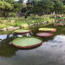 양평아프리키문화예술박물관 | 세미원 연꽃문화제 입장료 7천원, 양평 두물머리 여름 정원 명소는 어디일까