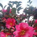 북항노을공원 이미지