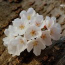 베데스다요양원 이미지