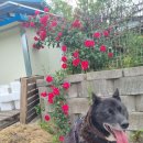 꽃개 하우스 이미지