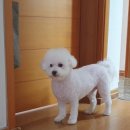 강아지 미용실 이미지
