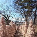 시즌아이PC방 신정동점 | 울산 남구 신정동 분위기 좋은 레스토랑 추천 뇨끼 파스타 스테이크 맛집 부조화숲