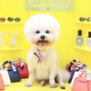 쁘띠그루밍 이미지