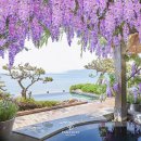 라벤더스파 이미지