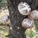 백곡농장 이미지